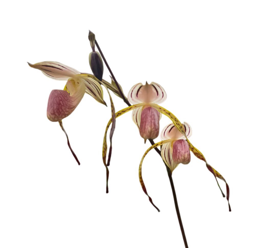 Paphiopedilum stonei