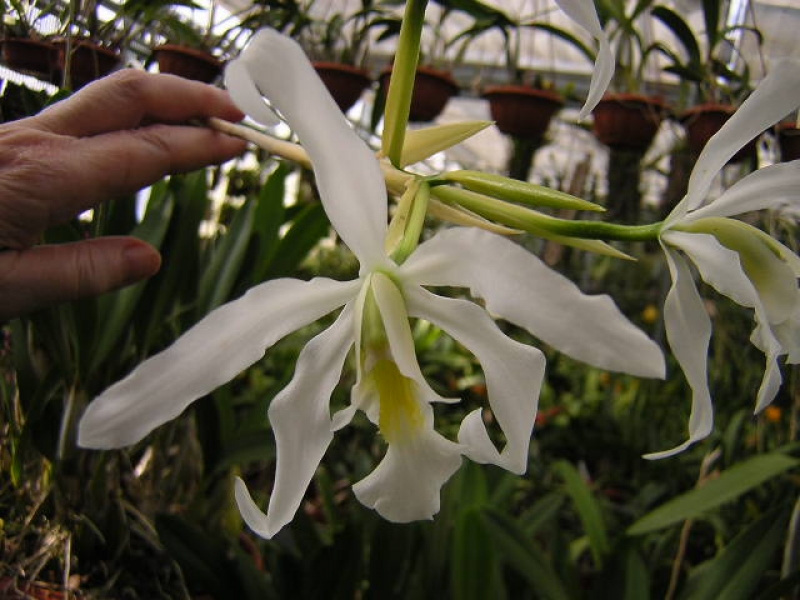 Laelia superbiens var. alba 'Don Hubert Cross'