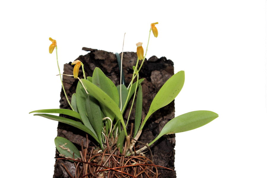 Pleurothallis corniculata