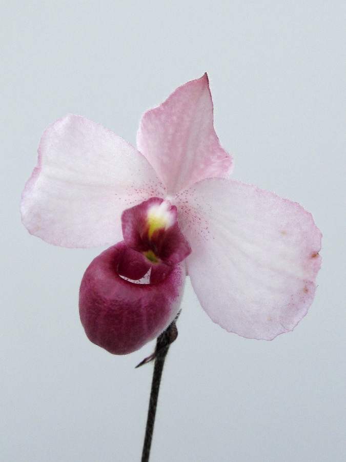 Paphiopedilum delenatii f. 'vinicolor'