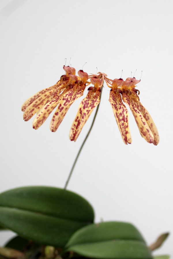 Bulbophyllum longiflorum Black Spots