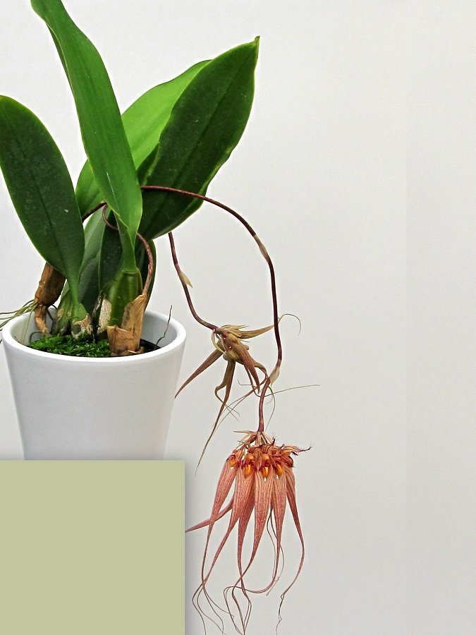Bulbophyllum Louis Sander