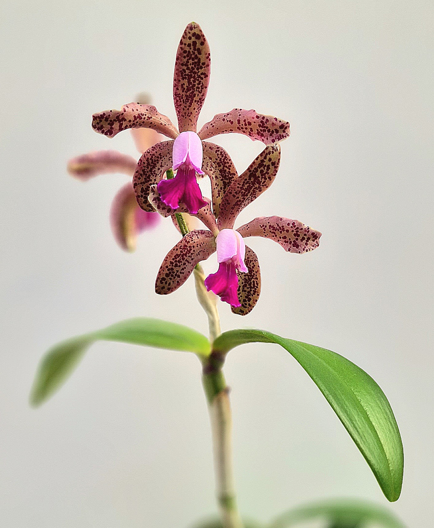 Cattleya Interglossa x Lc. Mariechen