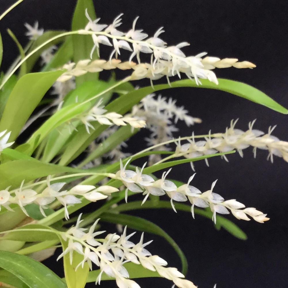 Dendrochilum parvulum