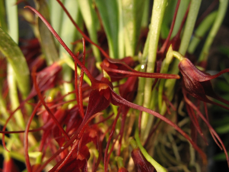 Masdevallia herradurae