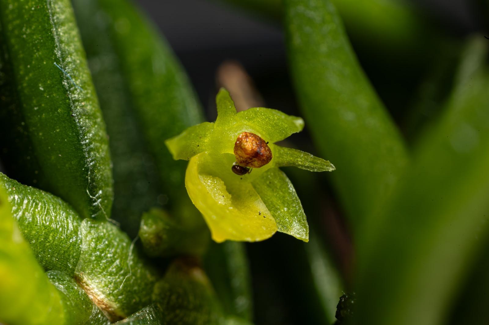 Adenoncos virens
